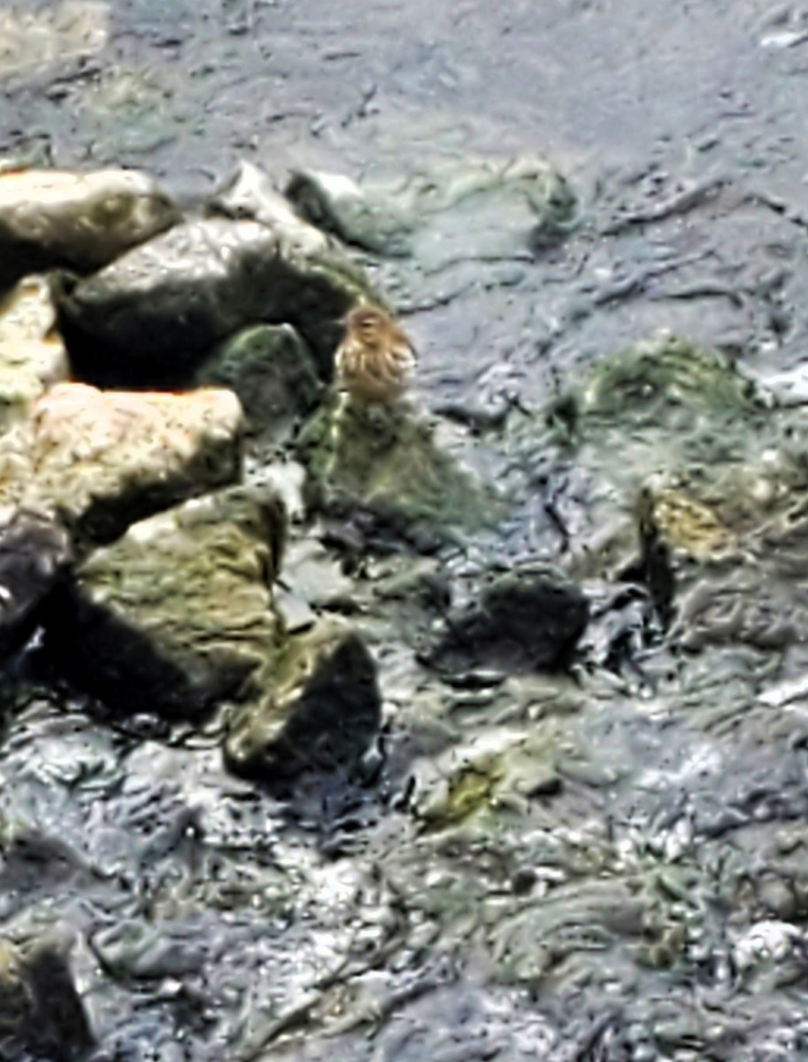 American Pipit - ML646758692