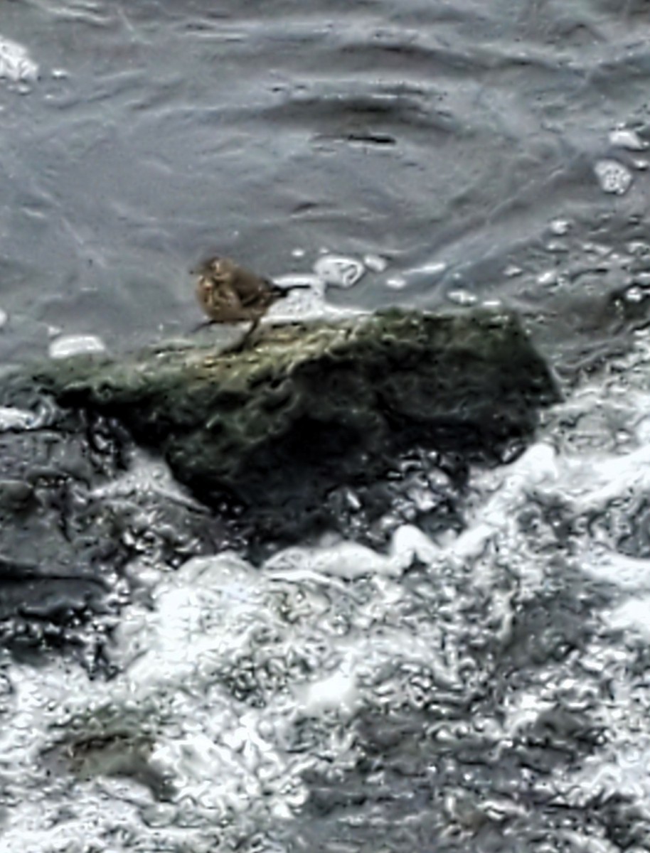 American Pipit - ML646758693