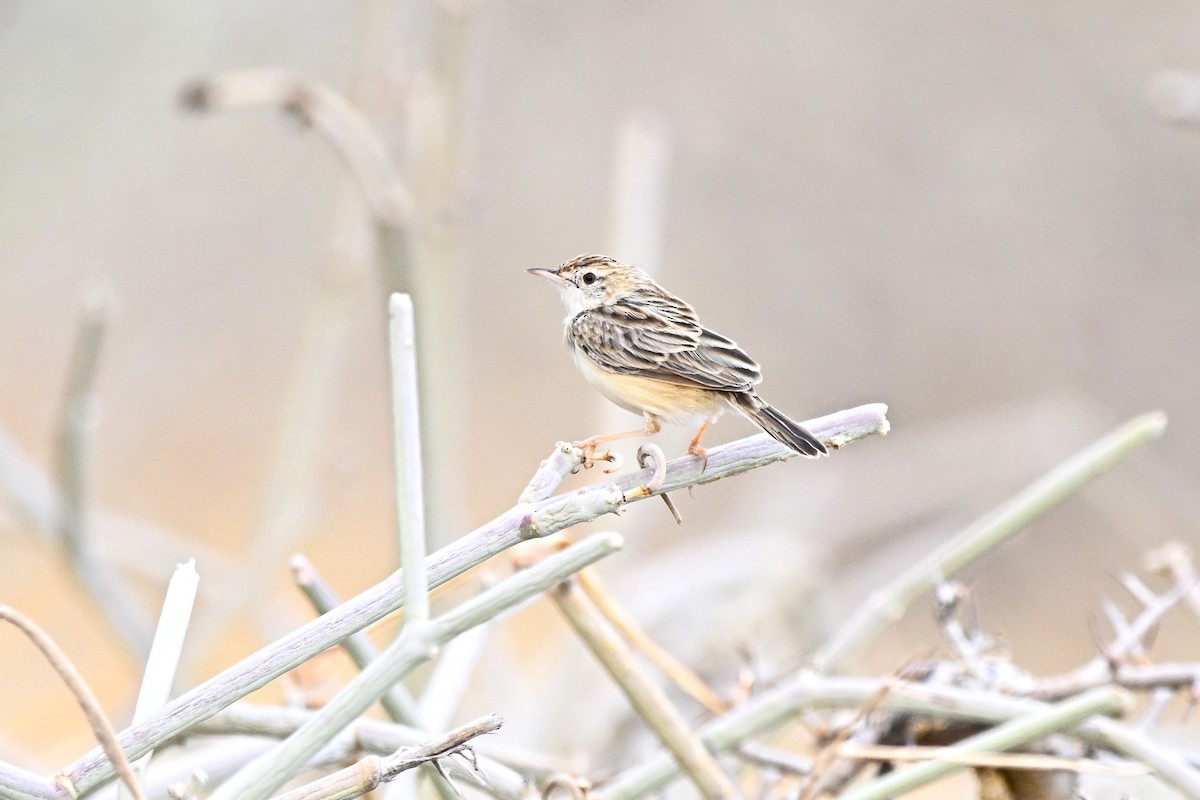 Kalaharizistensänger - ML646758694