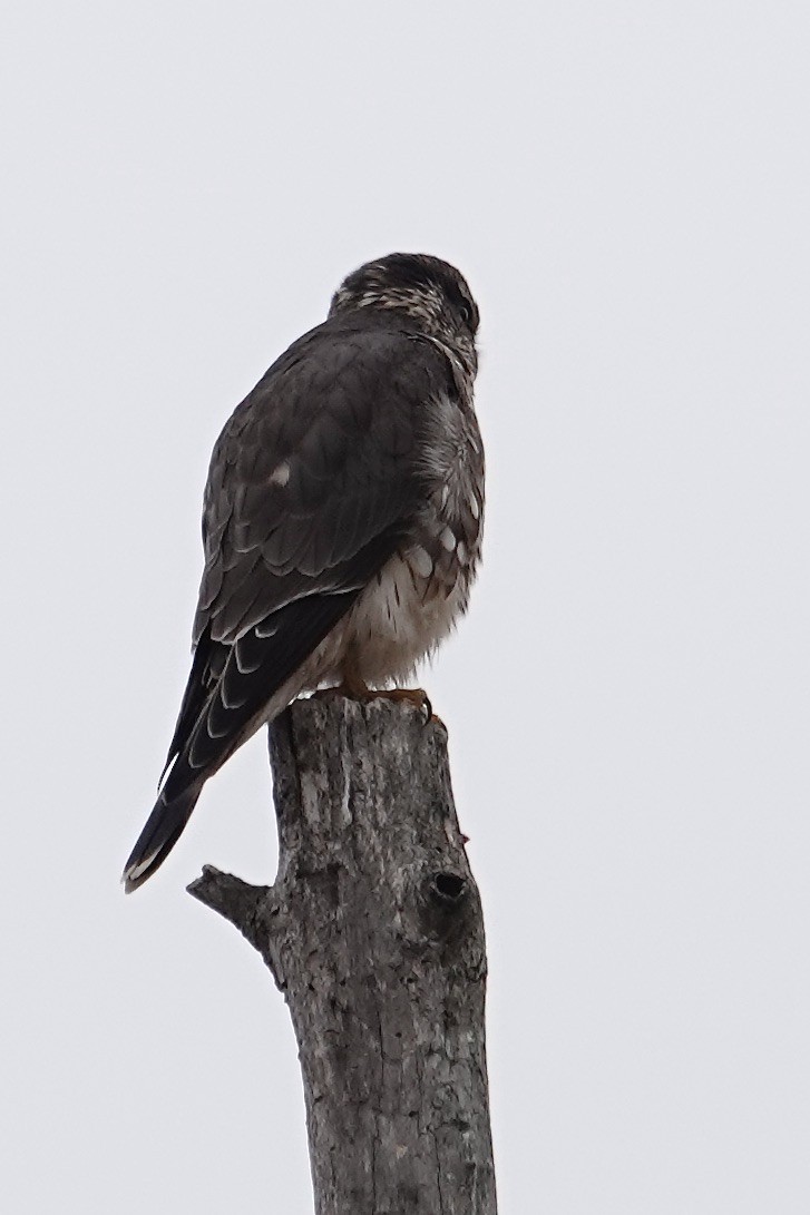 בז גמדי - ML646758695