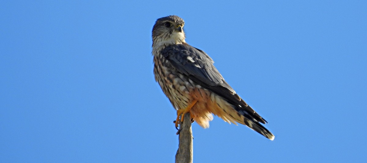 Smeriglio - ML646758697