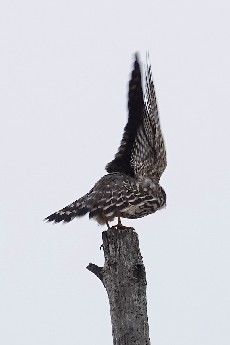 בז גמדי - ML646758698