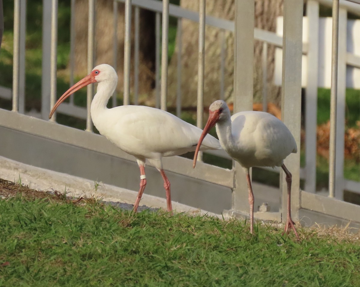 Ak Aynak - ML646758701