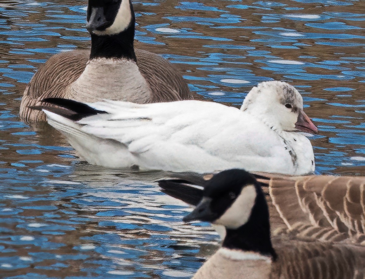 Ross's Goose - ML646758702