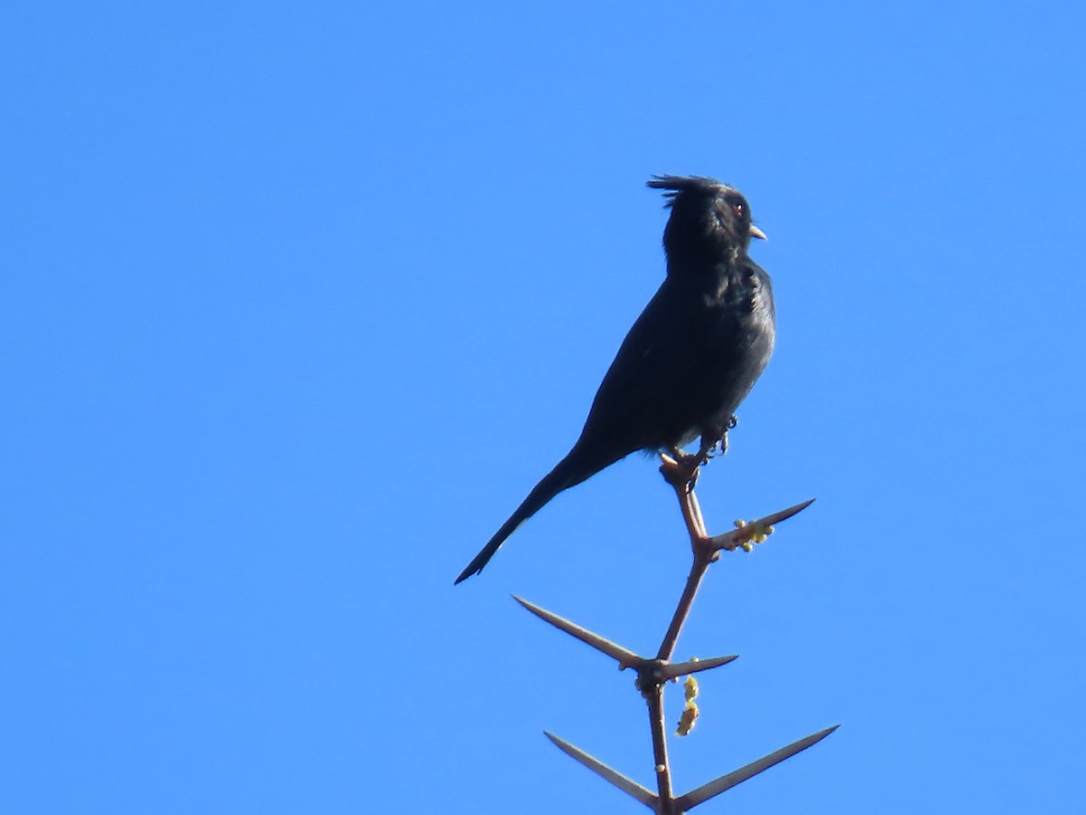 Phainopepla - ML646758704