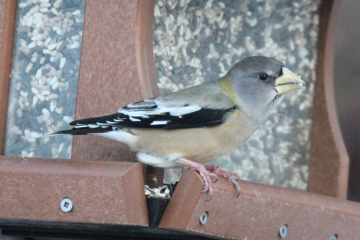Evening Grosbeak - ML646758705