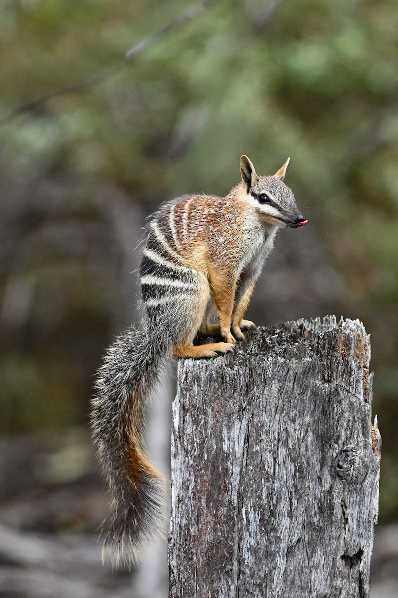 Numbat - ML646758706