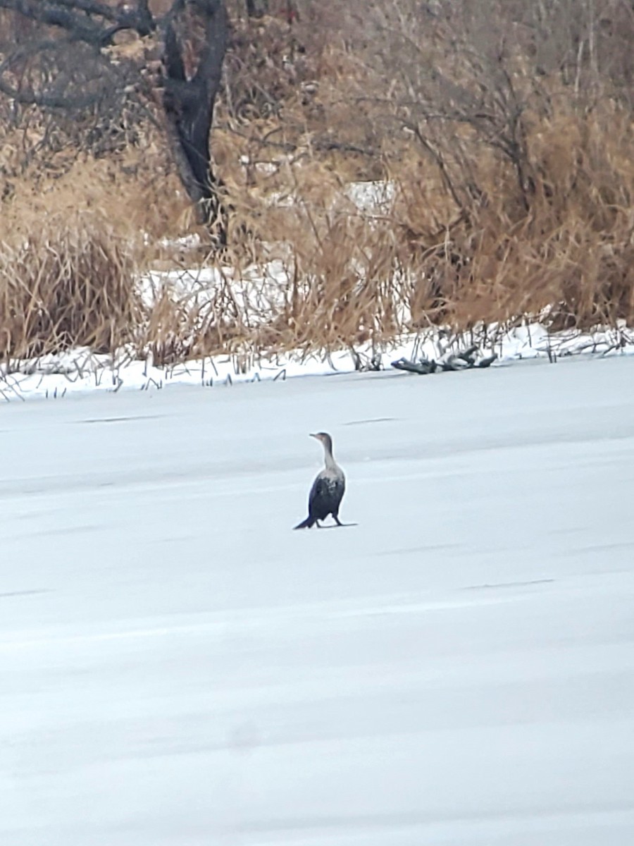 totoppskarv - ML646758707