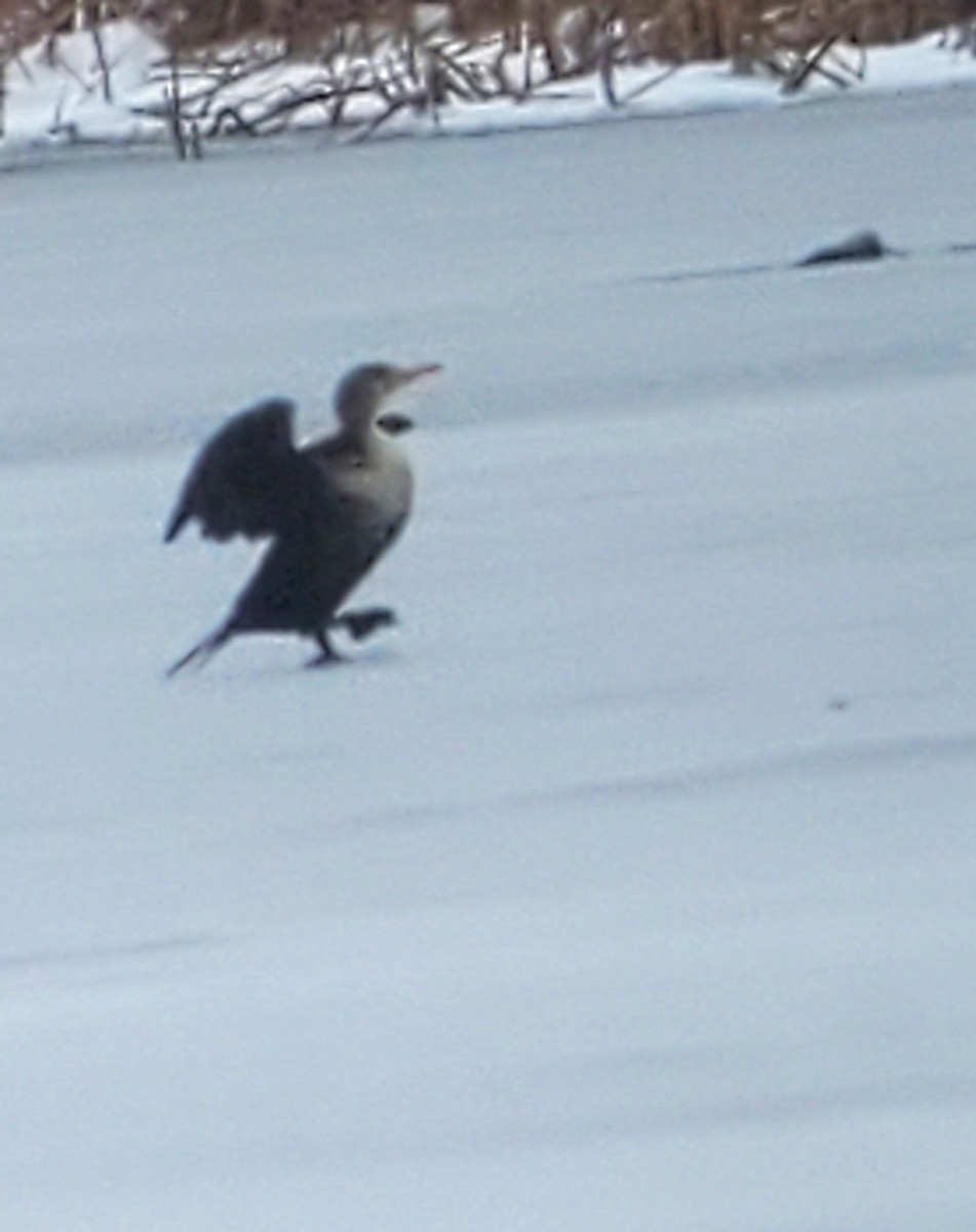 totoppskarv - ML646758708