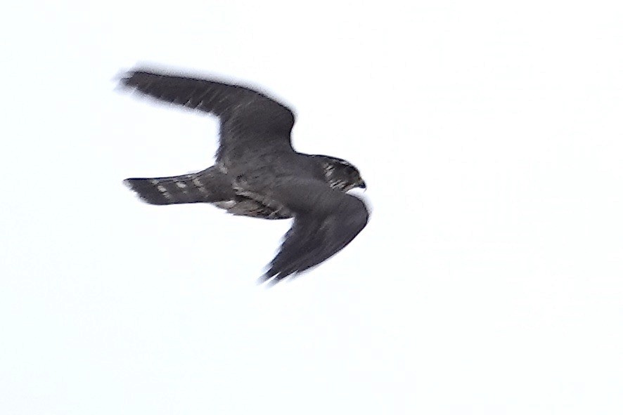 בז גמדי - ML646758710