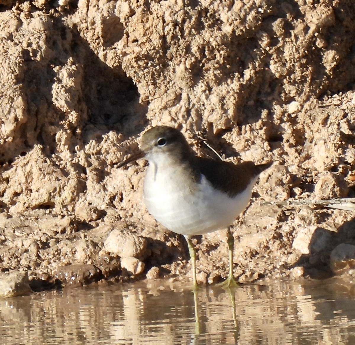 アメリカイソシギ - ML646758711