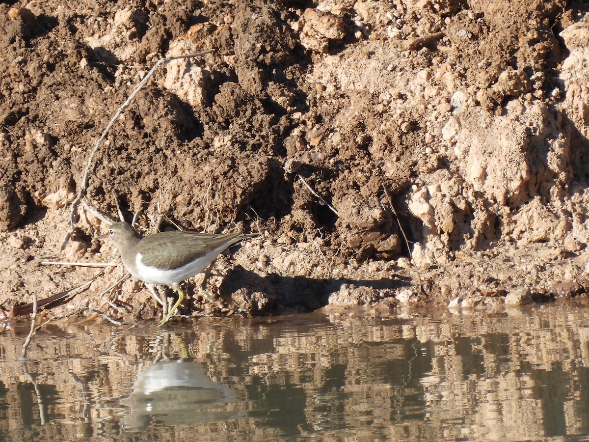 アメリカイソシギ - ML646758712