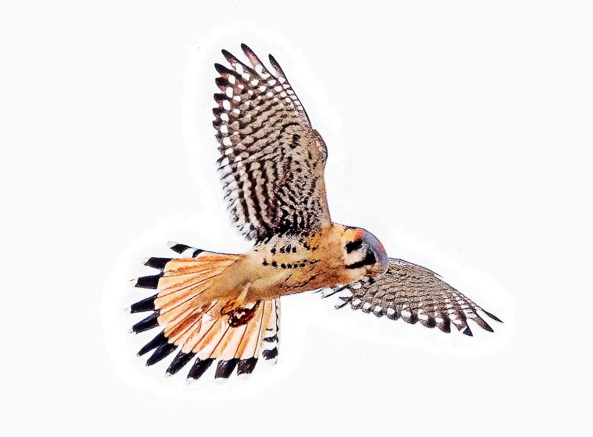 American Kestrel - ML646758713