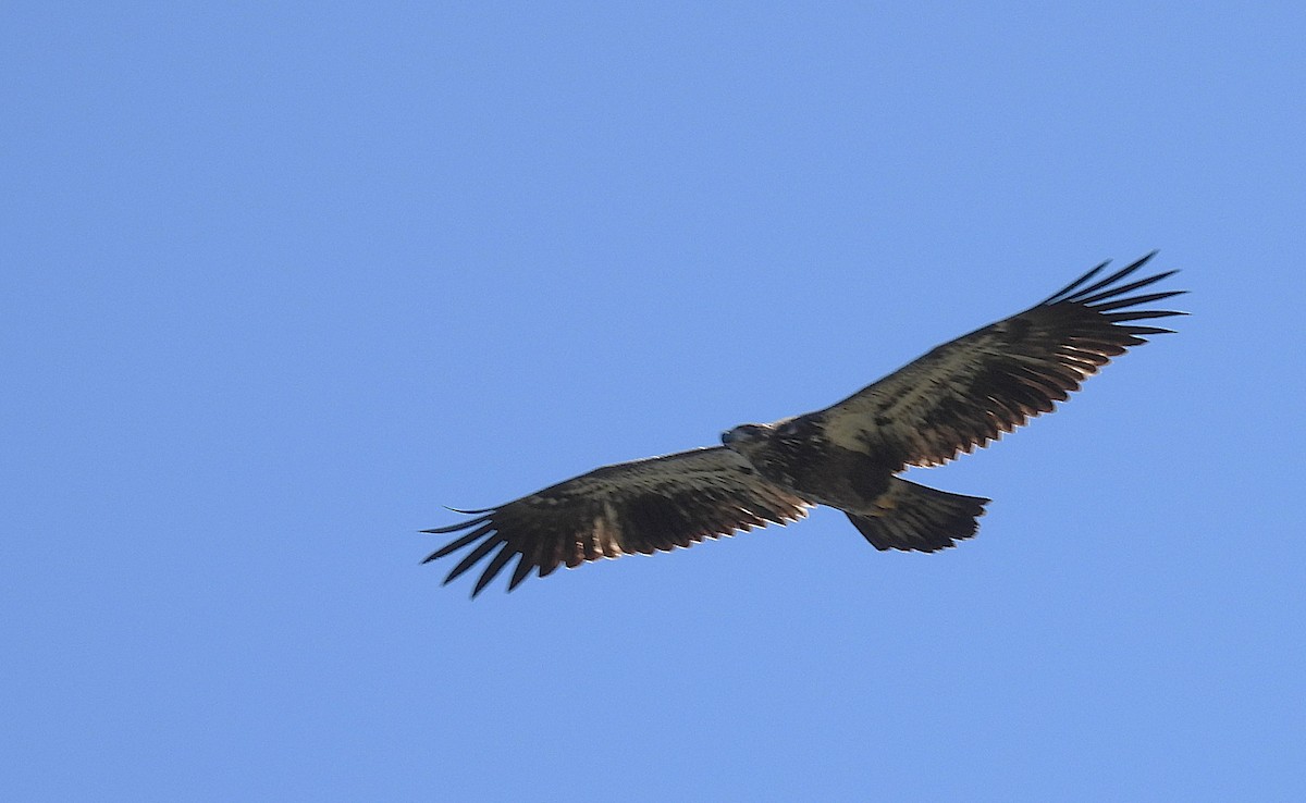 Weißkopf-Seeadler - ML646758715