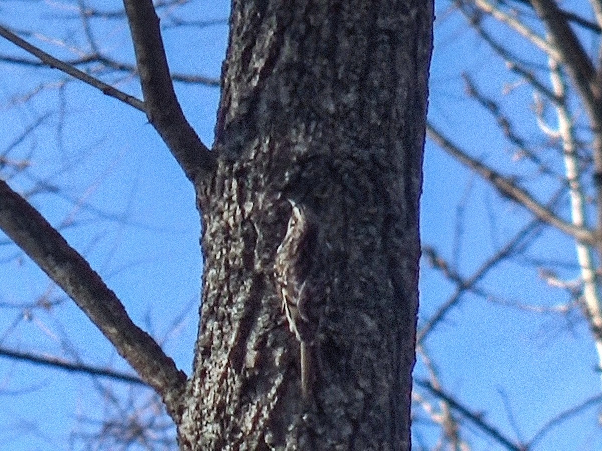 Amerikabaumläufer - ML646758716