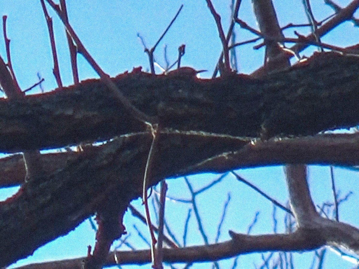 Amerikabaumläufer - ML646758717