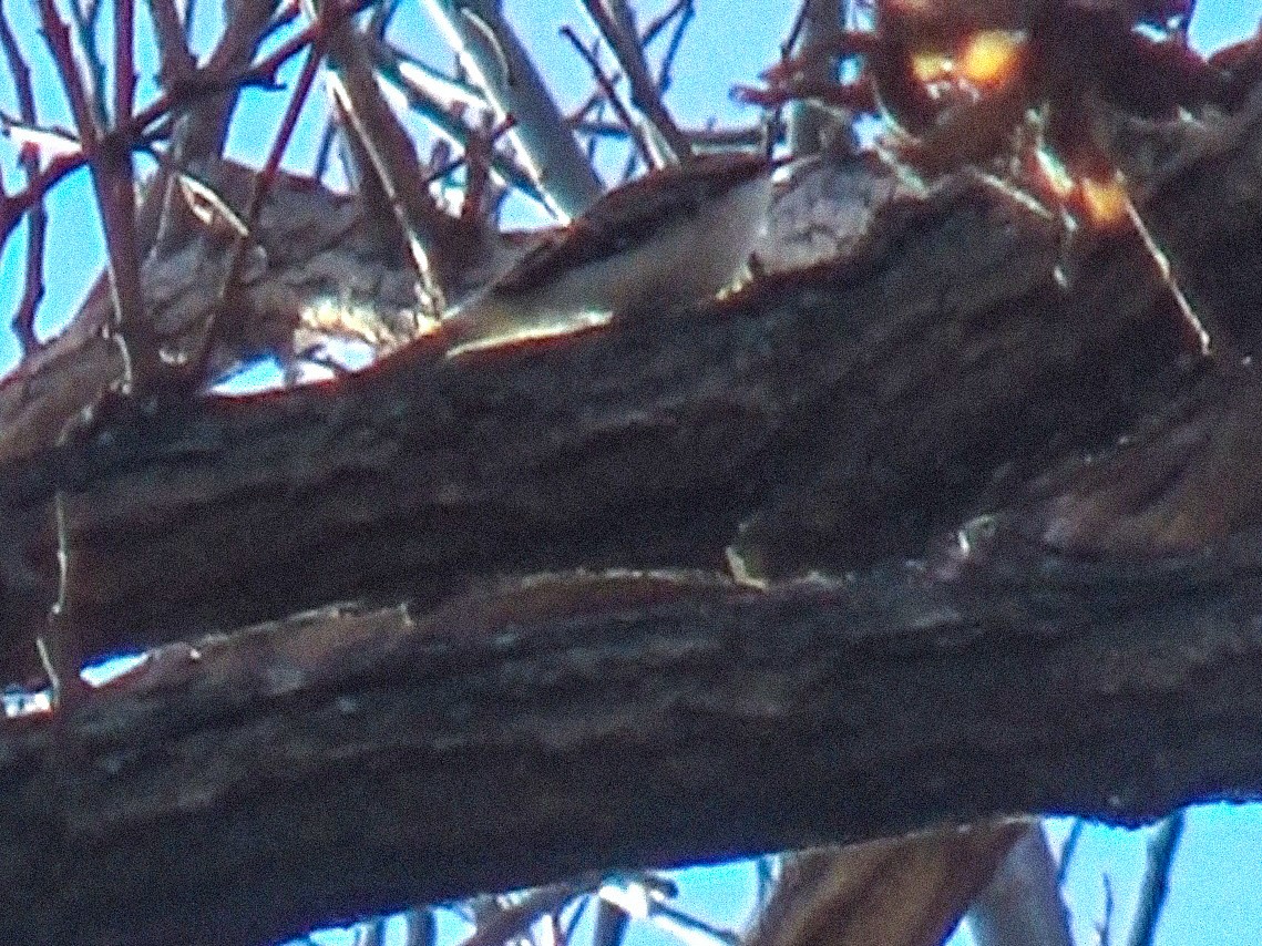 Amerikabaumläufer - ML646758718