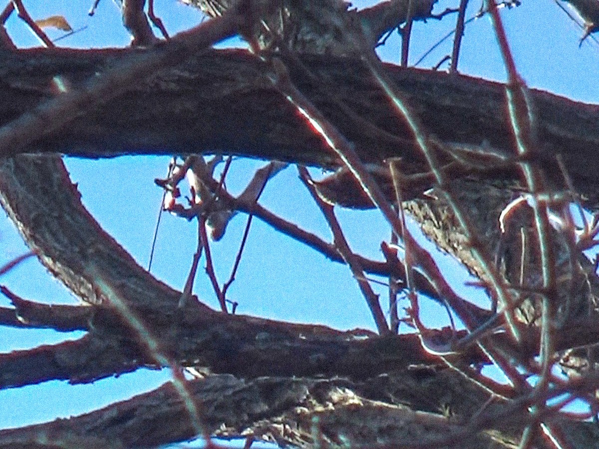 Amerikabaumläufer - ML646758719