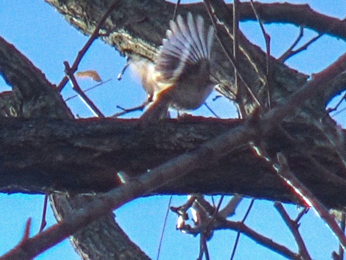 Amerikabaumläufer - ML646758720