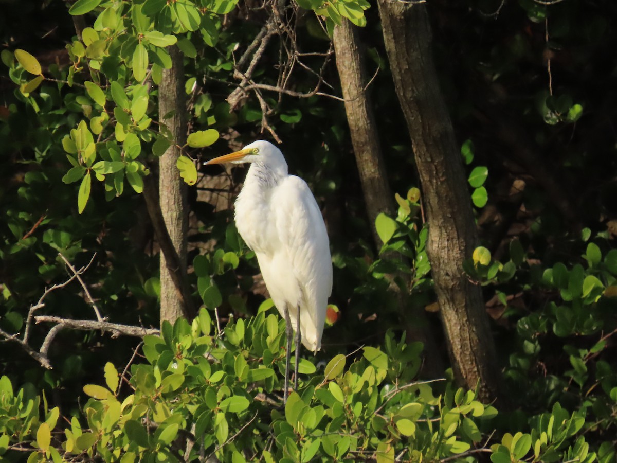 Silberreiher - ML646758721