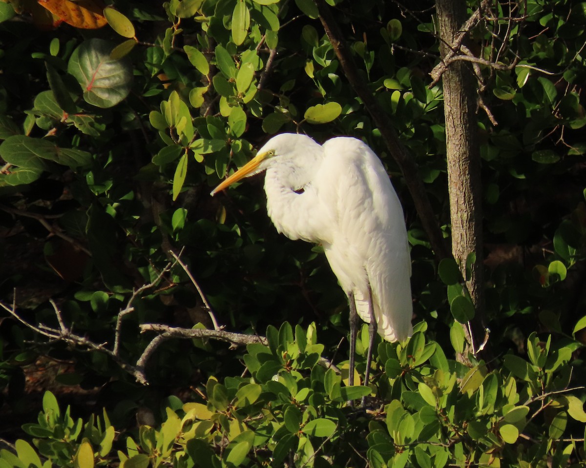 Silberreiher - ML646758722