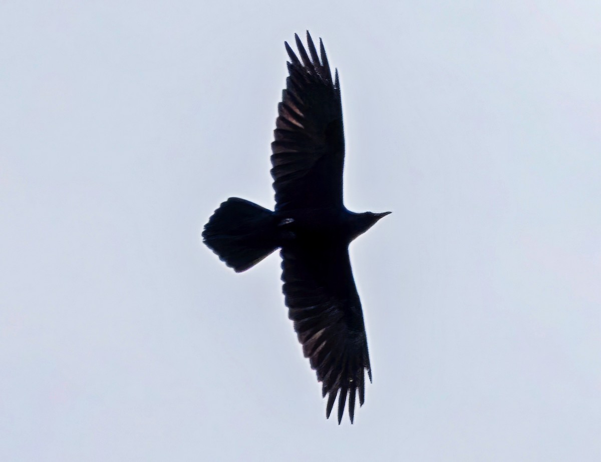 Kolkrabe - ML646758723