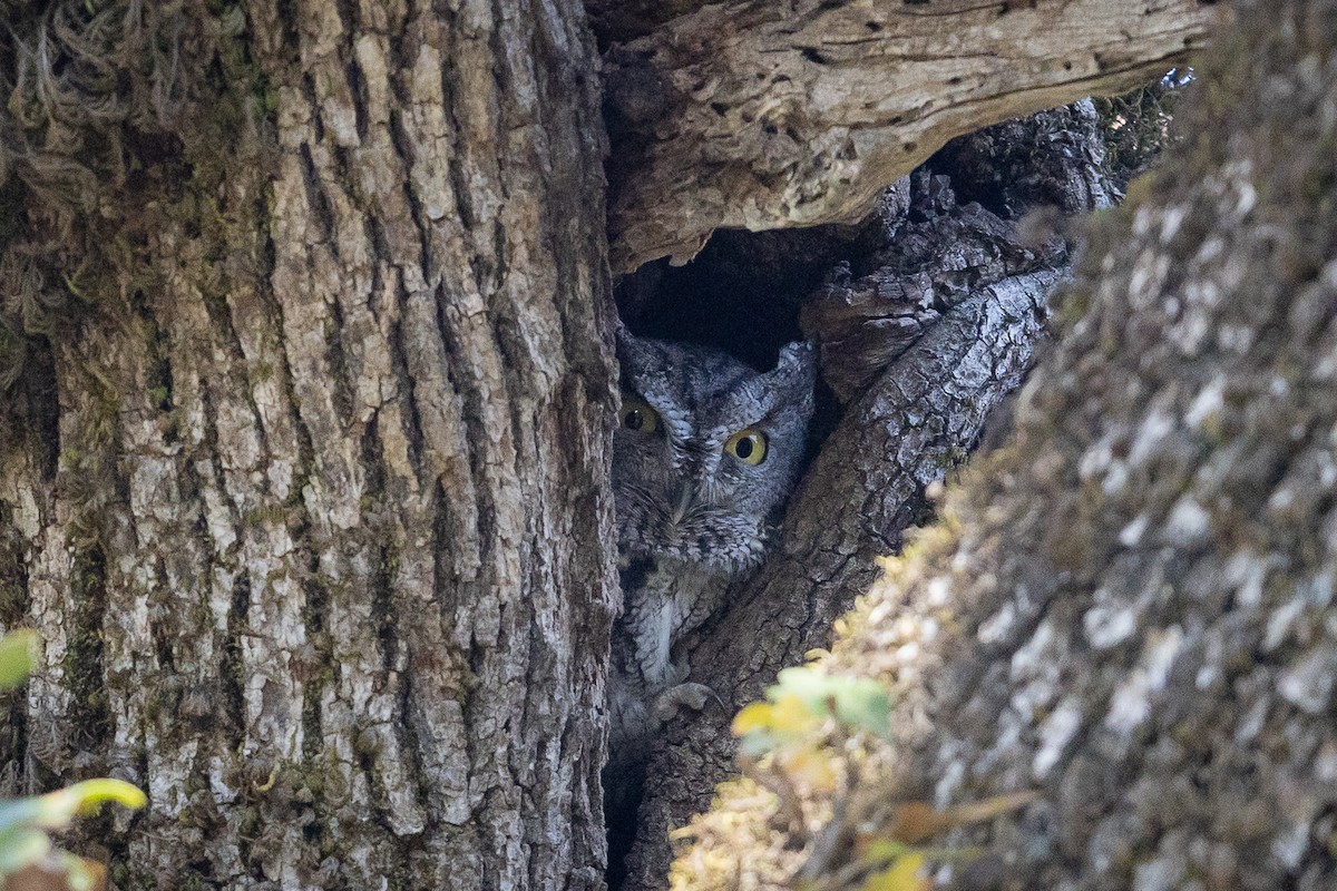 Westkreischeule - ML646758724