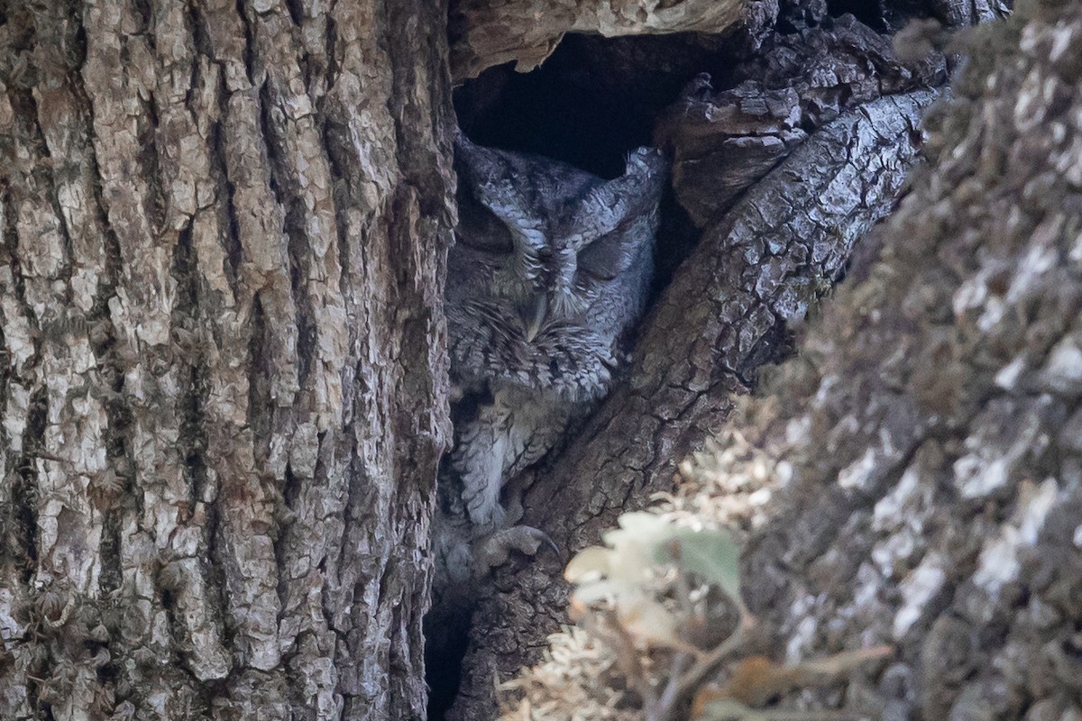 Westkreischeule - ML646758725