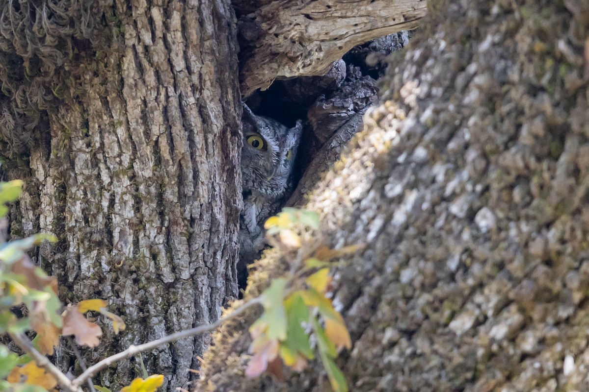 Westkreischeule - ML646758726