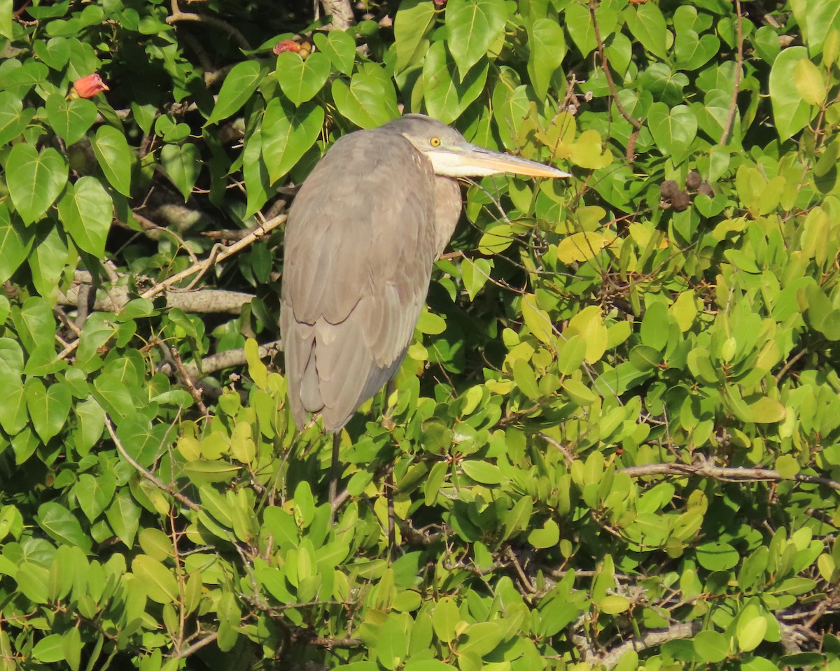 Kanadareiher - ML646758727