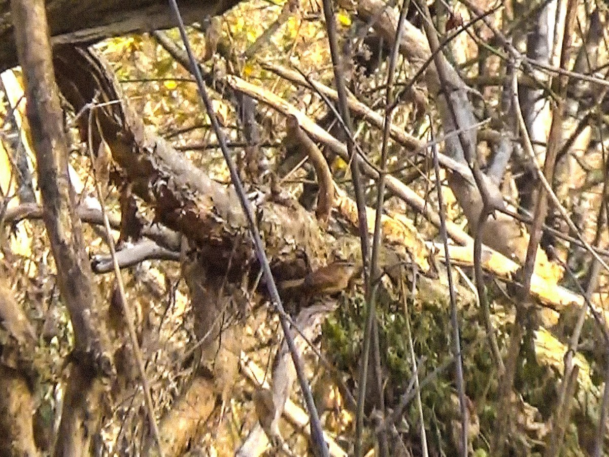 Carolinazaunkönig - ML646758730