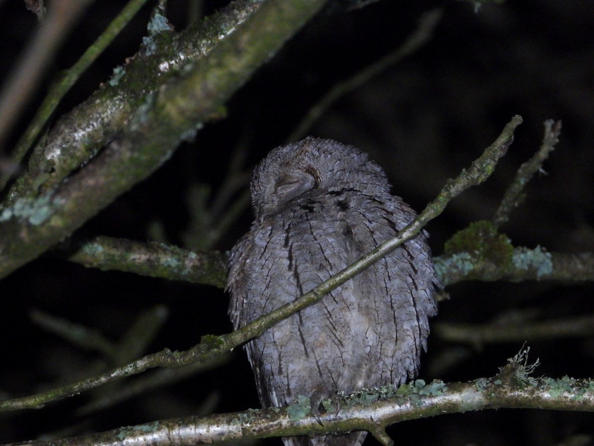 Eurasian Scops-Owl - ML646758731