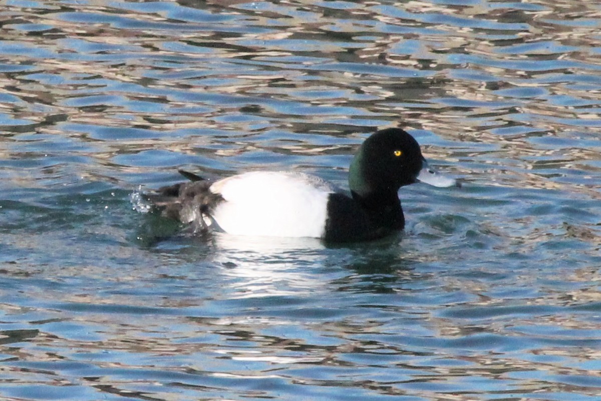 Bergente - ML646758732