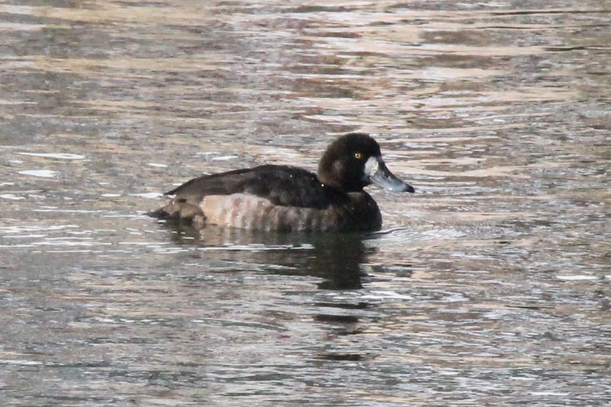 Bergente - ML646758733