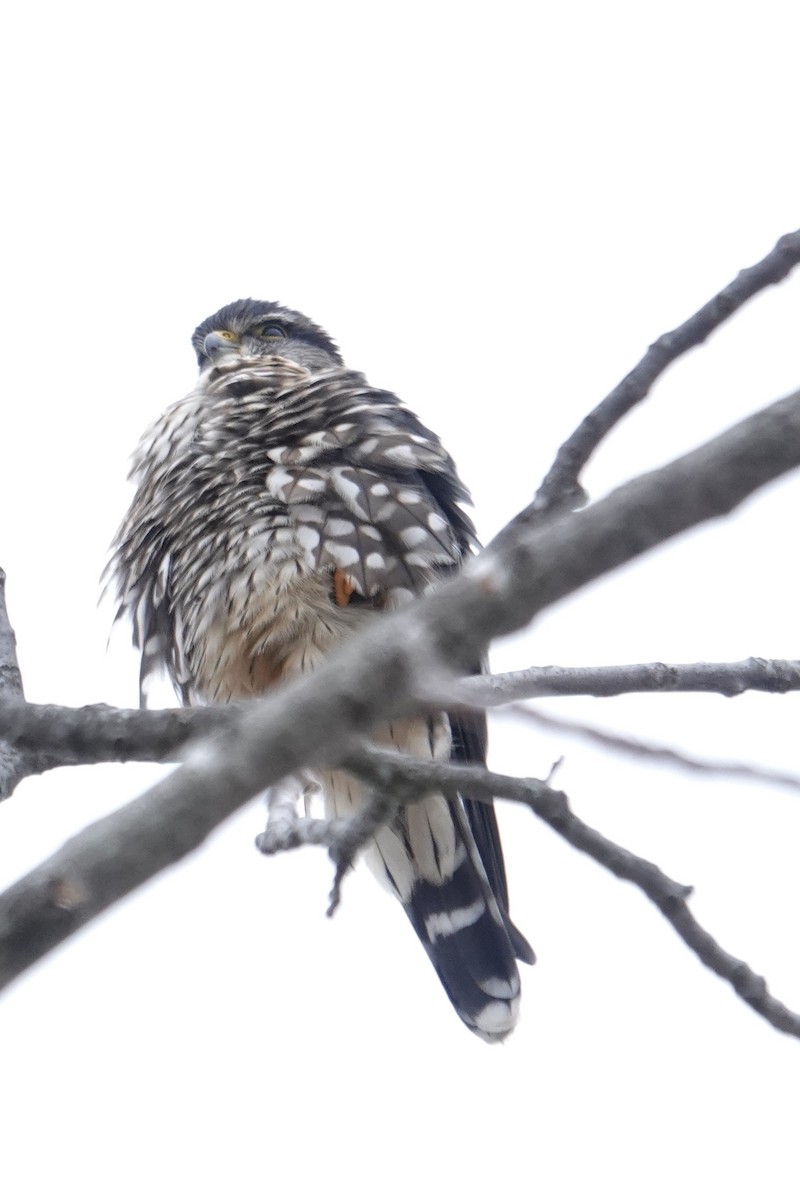 Merlin - ML646758734