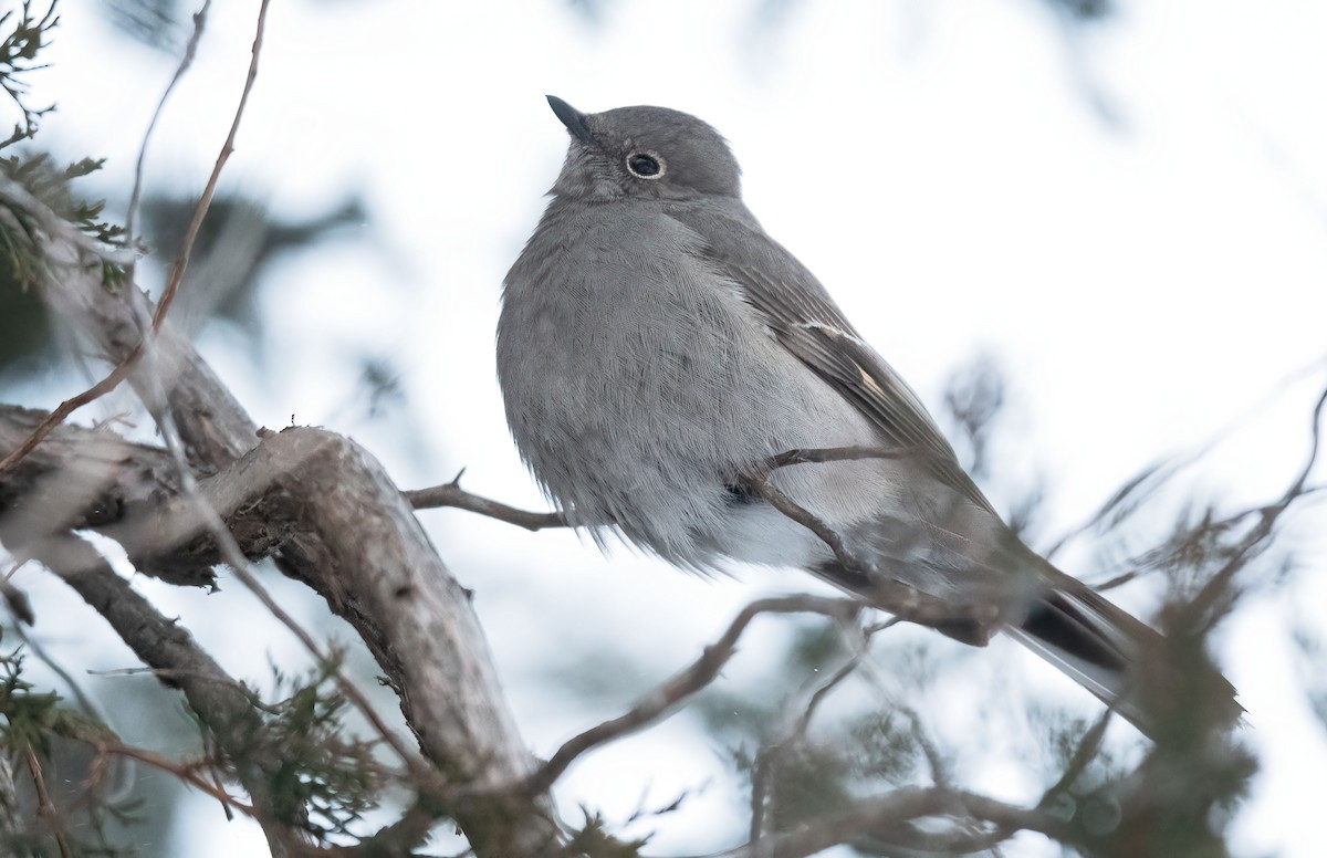 Солітаріо північний - ML646758735