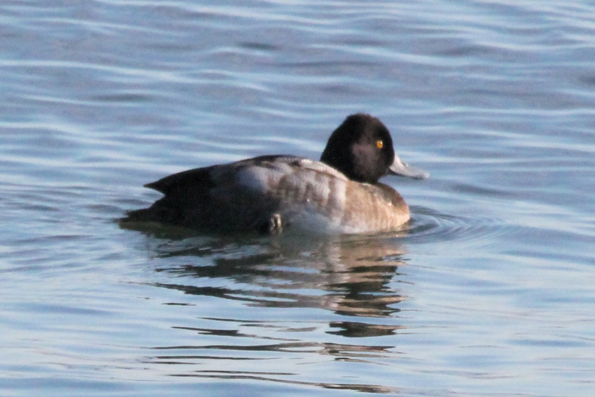 Kanadabergente - ML646758736