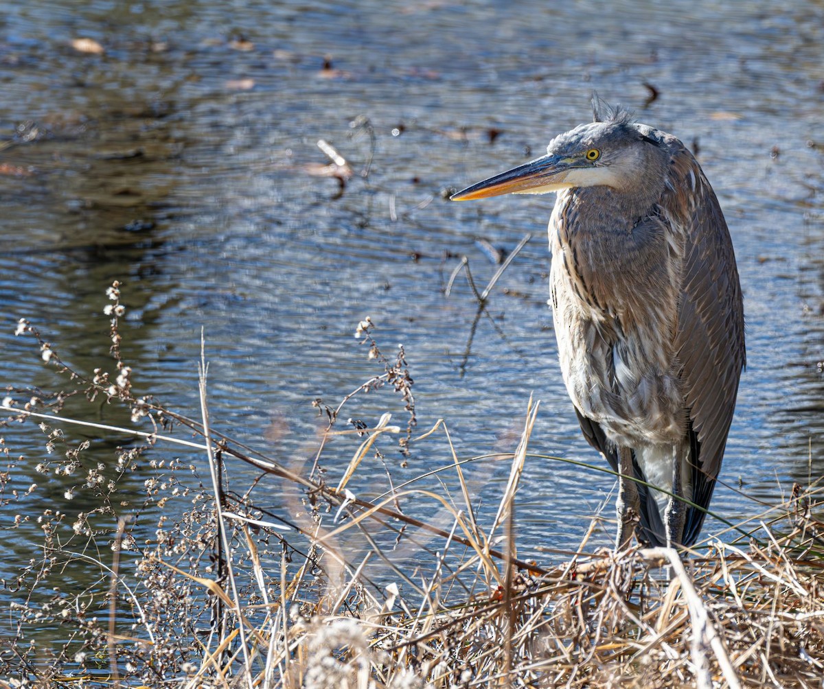 Kanadareiher - ML646758737