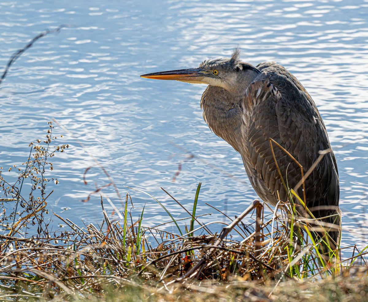 Kanadareiher - ML646758738