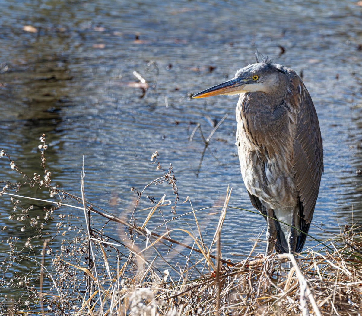 Kanadareiher - ML646758739