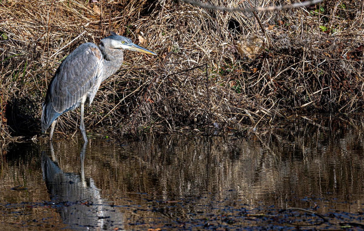 Kanadareiher - ML646758740