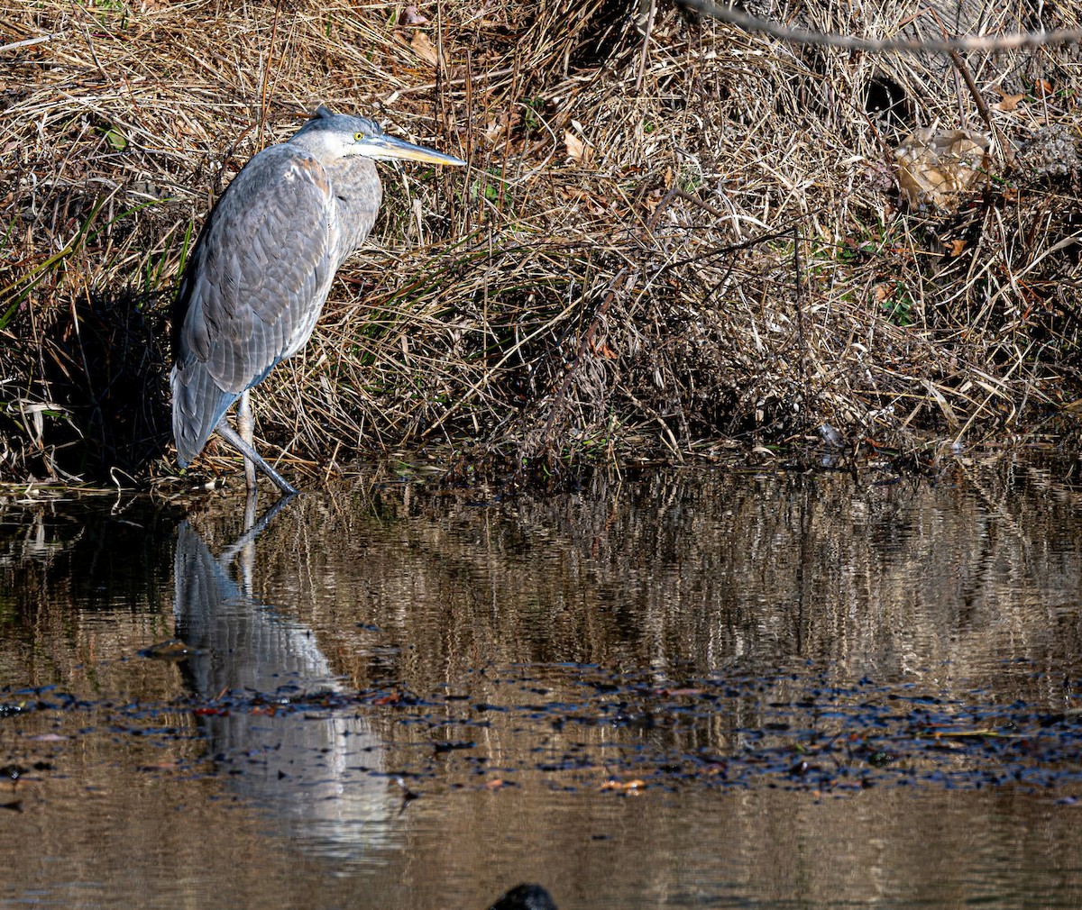 Kanadareiher - ML646758741