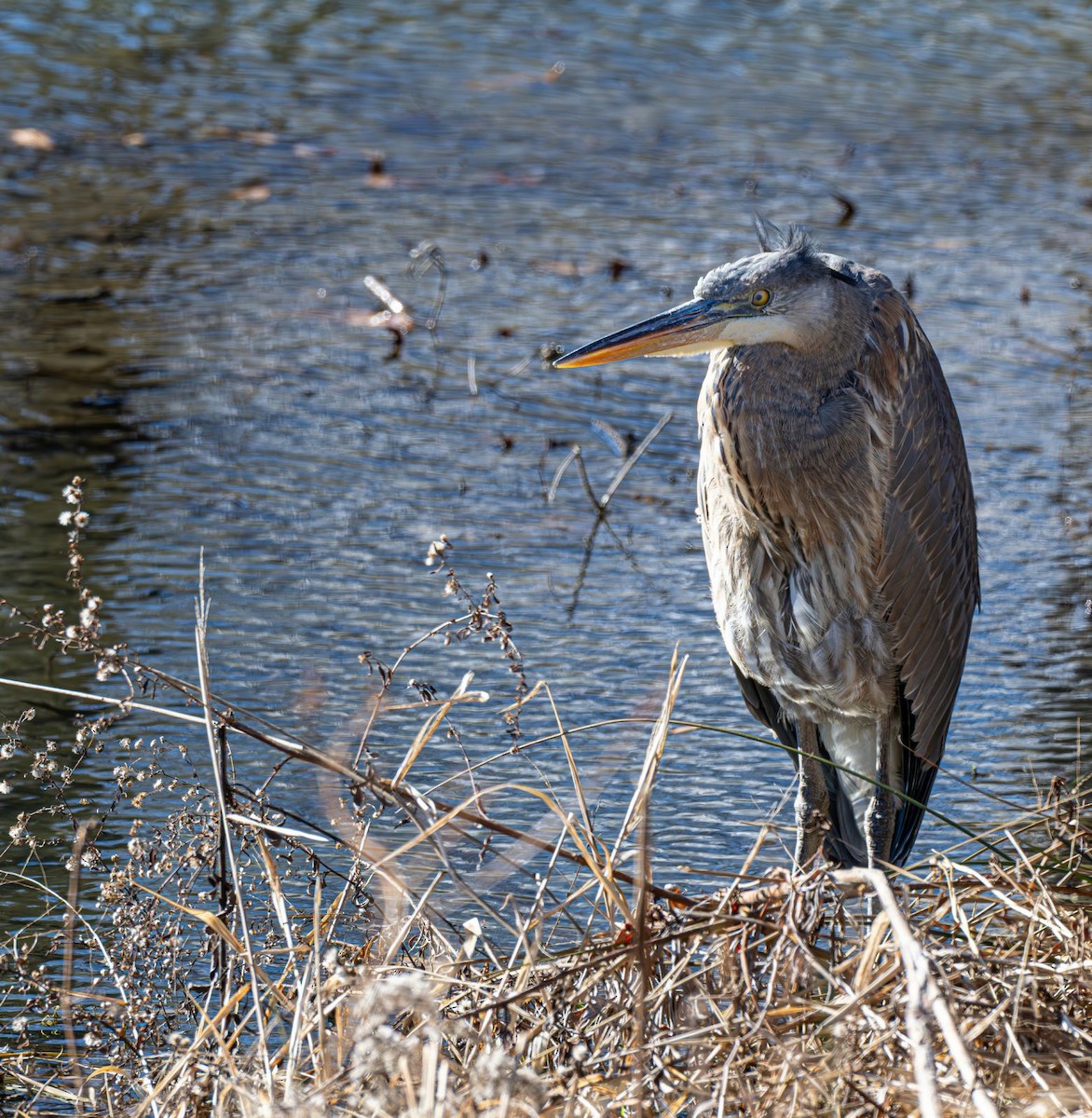 Kanadareiher - ML646758742