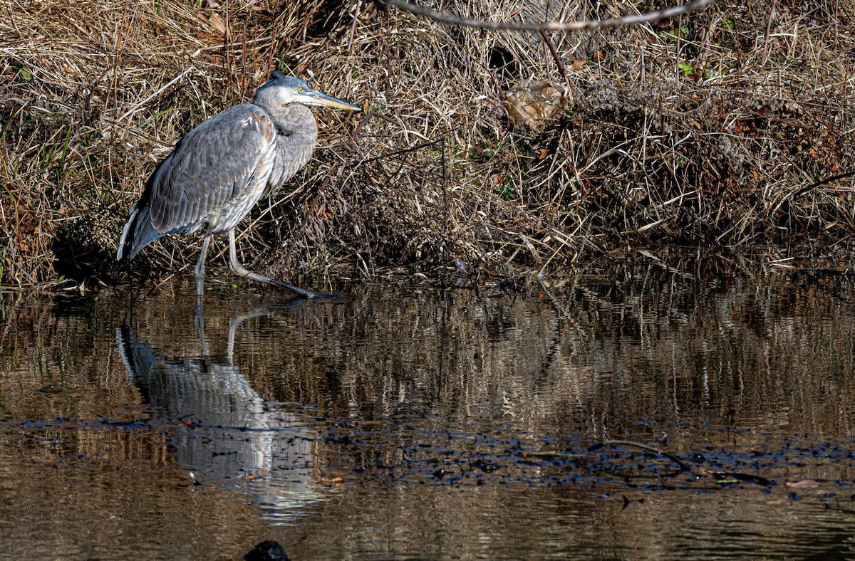 Kanadareiher - ML646758743