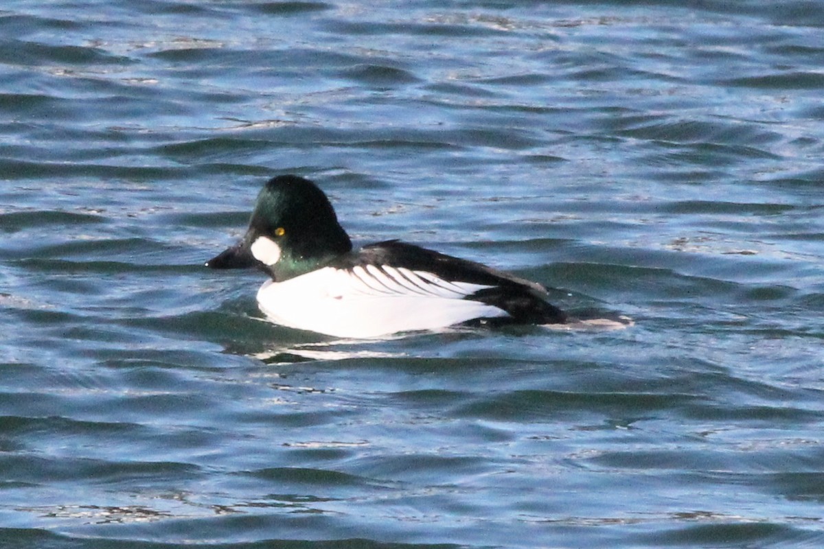 Schellente - ML646758744