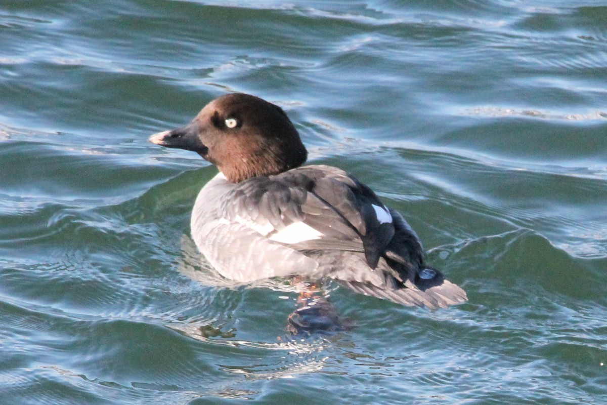 Schellente - ML646758745