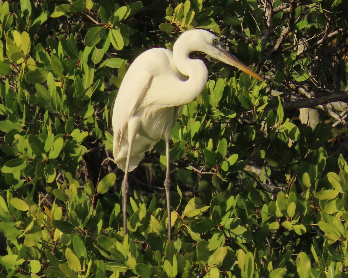 Amerika Gri Balıkçılı (occidentalis) - ML646758746