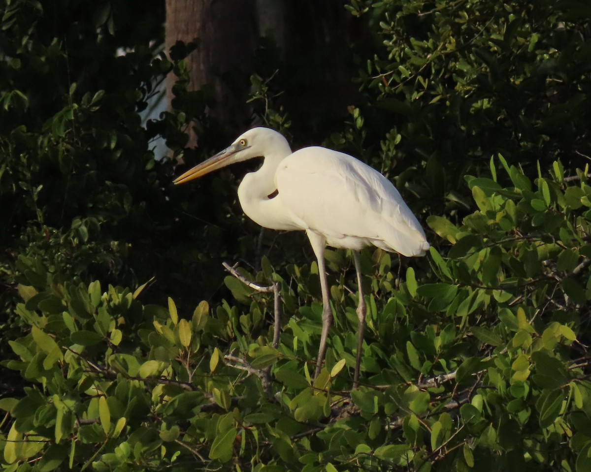 Amerika Gri Balıkçılı (occidentalis) - ML646758747