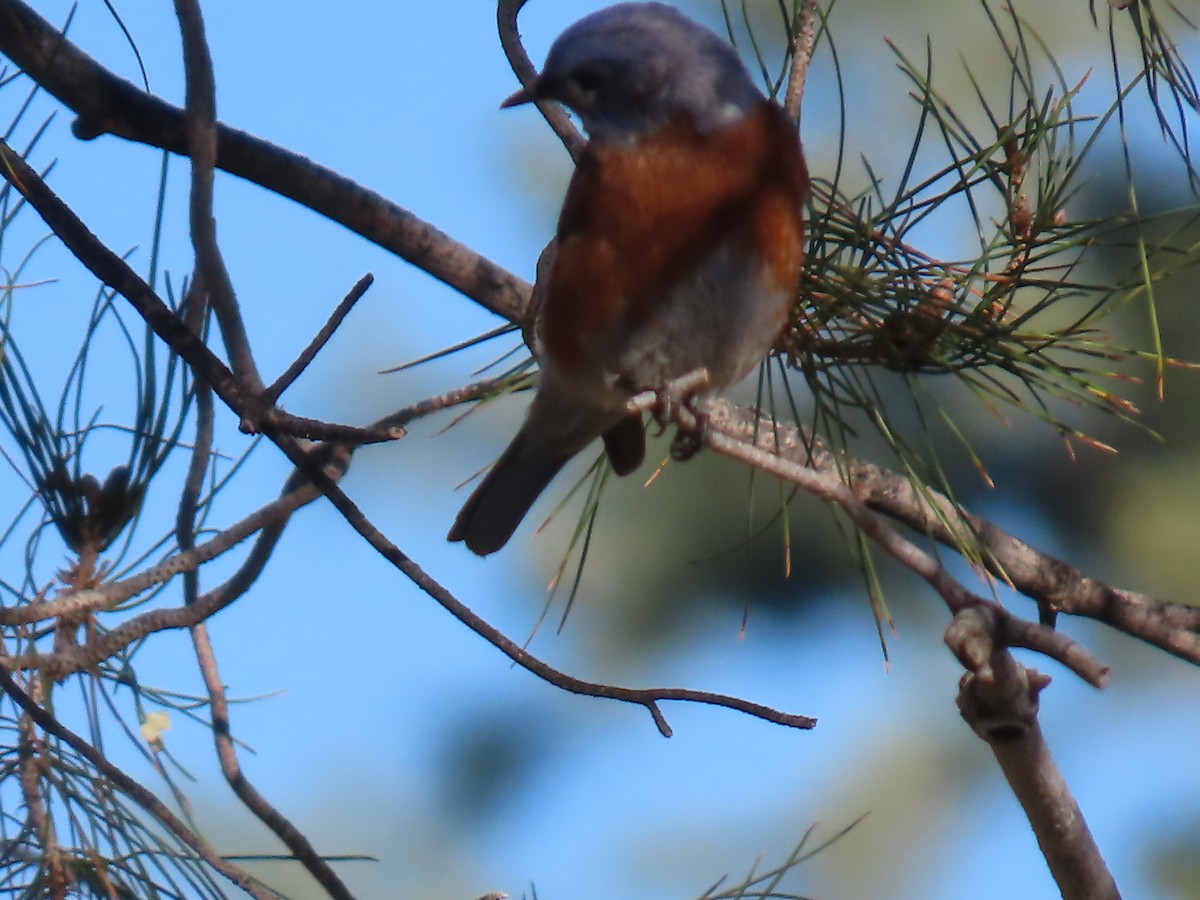 Blaukehl-Hüttensänger - ML646758748