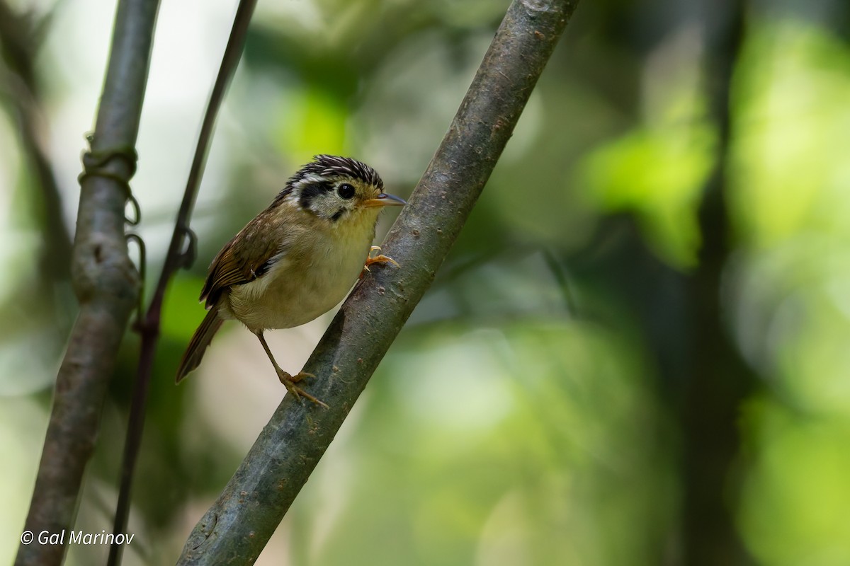 Black-crowned Fulvetta - ML646758749